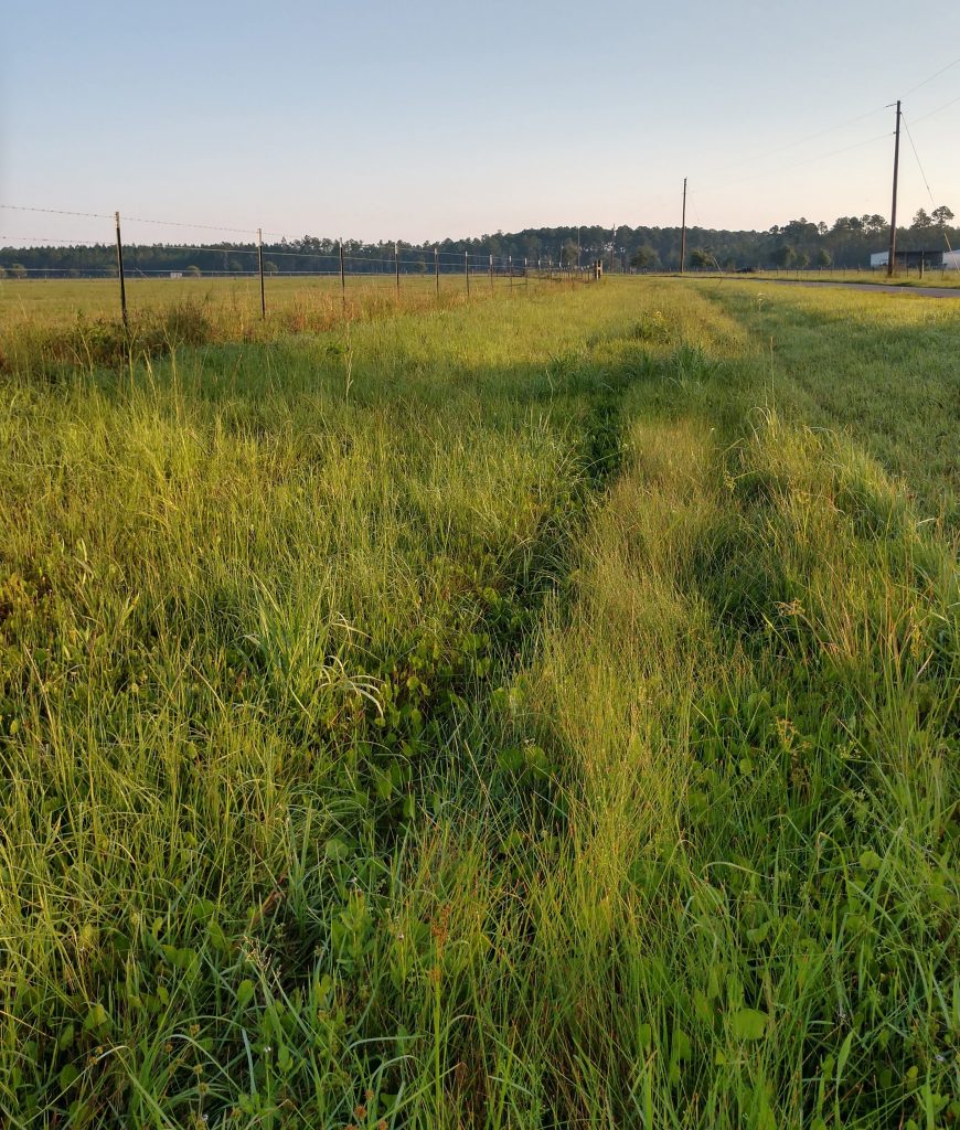 Grass ditch on the side of the road.