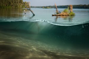 Photograph of a river with views above and below water.