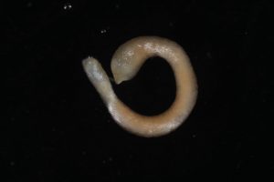 Photo of a solenogaster aplacophoran mollusc on a black background. Specimen is about 1 centimeter in length.