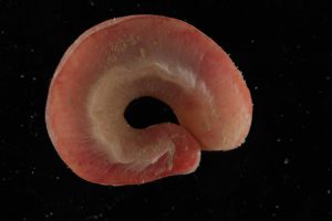 Photo of a Neomenia megatrapezata (another solenogaster aplacophoran mollusc) on a black background. Specimen is about 10 centimeters in length.