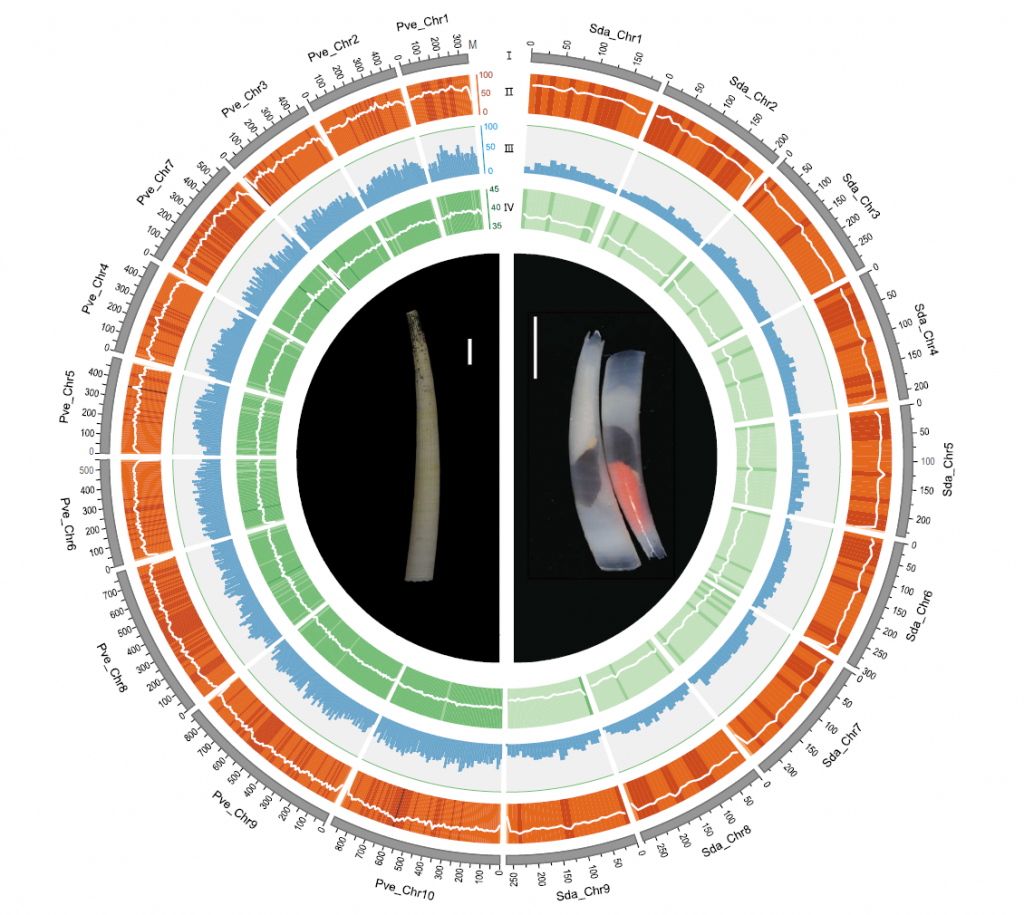 Diagram showing the 10 chromosomal linkage groups of the scaphopod mollusks Pictodentalium vernedei (left); and nine chromosomal linkage groups of Siphonodentalium dalli (right). (Image credit: Dr. Kevin Kocot)