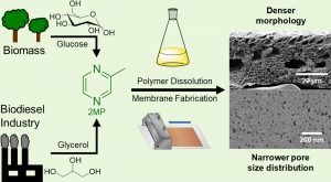 A diagram illustrating the production of 2-methylpyrazine (2MP) from biomass (glucose) and biodiesel industry byproducts (glycerol). The image shows the chemical structures of glucose and glycerol, which lead to the creation of 2MP. The process then moves to polymer dissolution, where 2MP is used to dissolve polymers in membrane fabrication. The diagram also includes images of the resulting membrane with a denser morphology and narrower pore size distribution, measured at 20 micrometers and 200 nanometers, respectively. The diagram highlights the eco-friendly aspect of using biomass and biodiesel byproducts in membrane manufacturing.