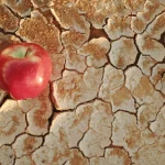 Parched, cracked dirt with a red apple on it