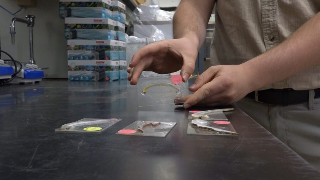 Close-up of a person’s hands holding a labeled microscope slide with a preserved mussel tissue sample, with other slides spread out on the lab bench.