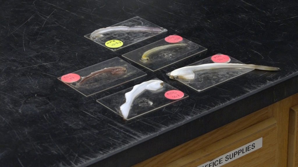 Five labeled microscope slides containing freshwater mussel tissue samples arranged on a scratched black lab countertop.