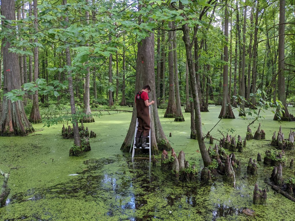 A researcher wearing waders stands on a ladder against a cypress tree in a swamp surrounded by green duckweed and cypress knees during fieldwork in the Sipsey Wilderness.