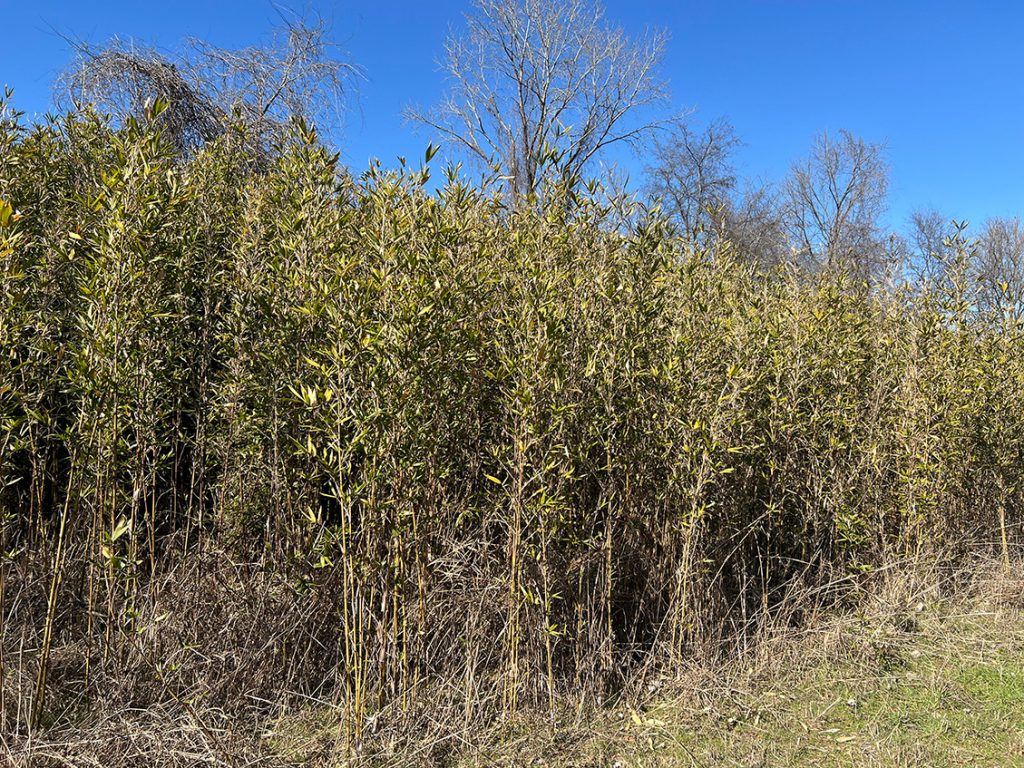 A dense stand of rivercane grows along a field edge, with tall, slender green stalks filling the foreground under a clear blue sky.