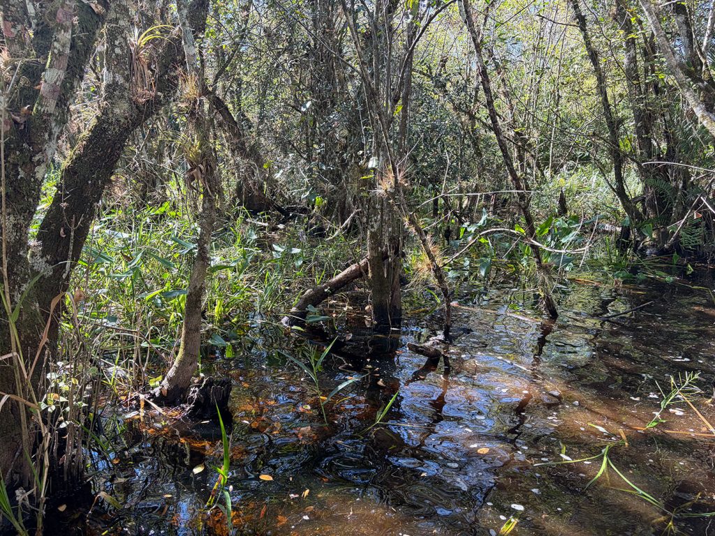 Wetland vegetation grows among waterlogged ground and leaning trees, with sunlight filtering through the canopy and reflecting off shallow water.