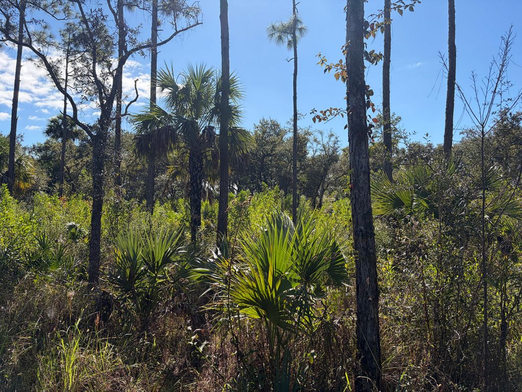 A sunlit scene of mixed pine and palmetto vegetation in a coastal forest, with tall trees and dense green understory plants.